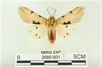 棍棒污燈蛾藏品圖，第1張