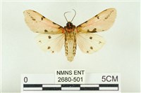 棍棒污燈蛾藏品圖，第2張