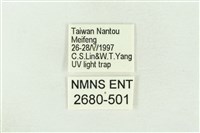 棍棒污燈蛾藏品圖，第3張