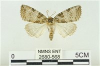 臺灣銀斑異波紋蛾藏品圖，第1張