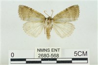 臺灣銀斑異波紋蛾藏品圖，第2張