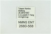 臺灣銀斑異波紋蛾藏品圖，第3張