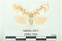 臺雪苔蛾藏品圖，第1張