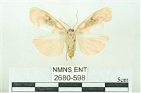 臺雪苔蛾藏品圖，第2張