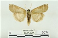 臺洒波紋蛾藏品圖，第2張