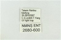 臺洒波紋蛾藏品圖，第3張