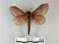 隱波紋枯葉蛾藏品圖，第2張