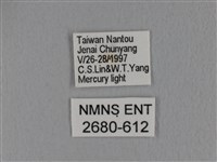 隱波紋枯葉蛾藏品圖，第3張