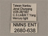 黑帶鷹翅天蛾藏品圖，第3張
