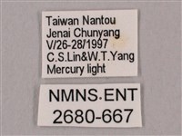 直翅六點天蛾藏品圖，第3張