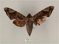 全緣缺角天蛾藏品圖，第1張