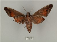 全緣缺角天蛾藏品圖，第2張