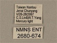 全緣缺角天蛾藏品圖，第3張