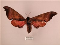 桃紅六點天蛾藏品圖，第1張