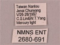 桃紅六點天蛾藏品圖，第3張