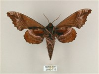 盾天蛾藏品圖，第2張