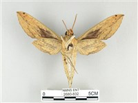 泛綠背線天蛾藏品圖，第2張