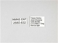 泛綠背線天蛾藏品圖，第3張