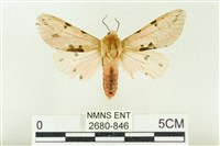 棍棒污燈蛾藏品圖，第1張