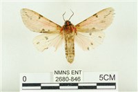 棍棒污燈蛾藏品圖，第2張