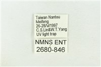 棍棒污燈蛾藏品圖，第3張