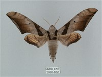 黑帶鷹翅天蛾藏品圖，第1張