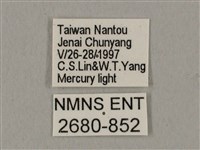 黑帶鷹翅天蛾藏品圖，第3張