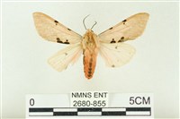 棍棒污燈蛾藏品圖，第1張