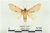 棍棒污燈蛾藏品圖，第2張