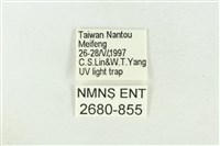 棍棒污燈蛾藏品圖，第3張