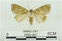 臺灣銀斑異波紋蛾藏品圖，第2張