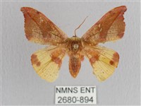 銀端帶鉤蛾藏品圖，第1張