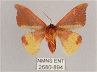 銀端帶鉤蛾藏品圖，第2張