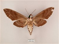 粗斜紋天蛾藏品圖，第2張