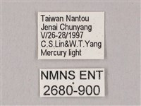 粗斜紋天蛾藏品圖，第3張