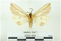 赭新污燈蛾藏品圖，第2張