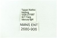 赭新污燈蛾藏品圖，第3張