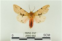 棍棒污燈蛾藏品圖，第1張