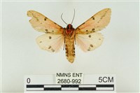 棍棒污燈蛾藏品圖，第2張