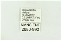 棍棒污燈蛾藏品圖，第3張