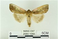粉太波紋蛾藏品圖，第1張