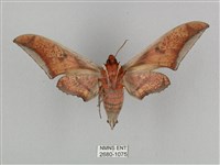 黑帶鷹翅天蛾藏品圖，第2張