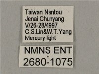 黑帶鷹翅天蛾藏品圖，第3張