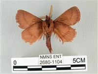 褐斜帶枯葉蛾藏品圖，第2張