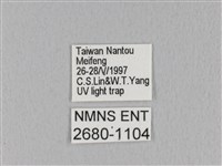 褐斜帶枯葉蛾藏品圖，第3張