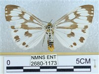 粉蝶燈蛾藏品圖，第1張