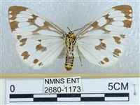 粉蝶燈蛾藏品圖，第2張