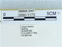 粉蝶燈蛾藏品圖，第3張