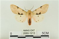 棍棒污燈蛾藏品圖，第1張