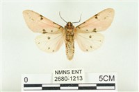 棍棒污燈蛾藏品圖，第2張